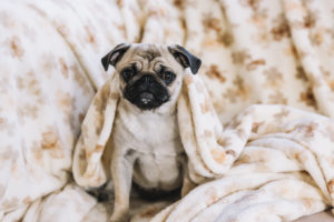 Pensione per cani prezzi