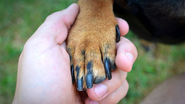 Corso base di addestramento per cani Busto Arsizio