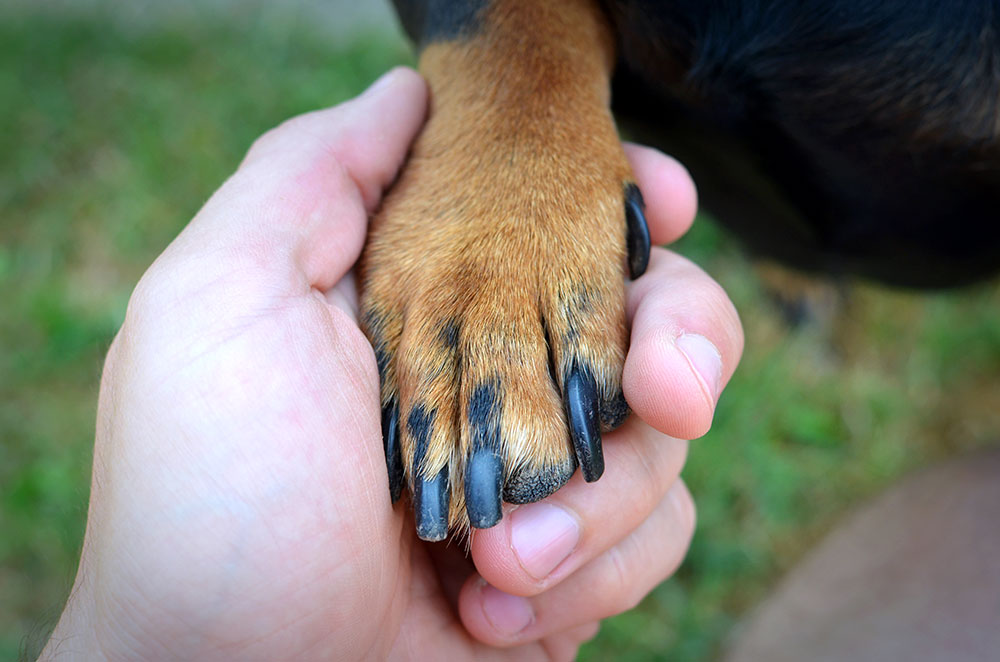 Corso base di addestramento per cani Busto Arsizio